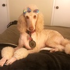 queen for website banner.png