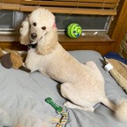 purple rose on bed.png