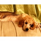 purple rose as puppy for website.png