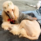 queen on bed with bows.png