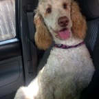 queen younger in car.png